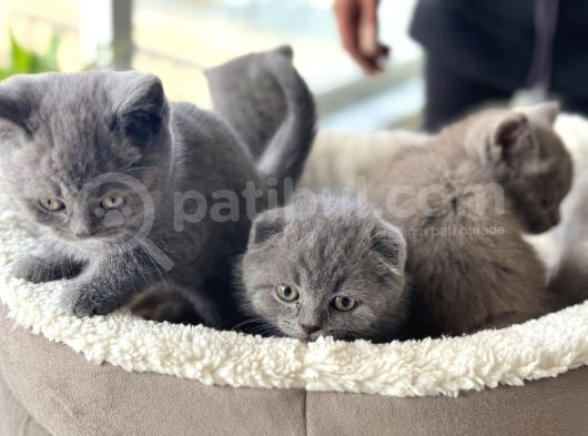 Ankarada Ziyarete Açık Scottish Fold Yavrular görsel