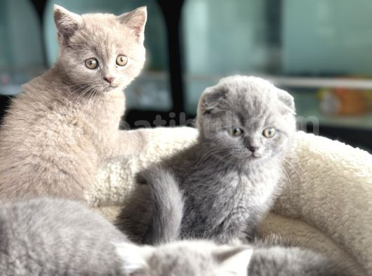 Show Kalite En Güzel British Shorthair Yavrularımız görsel
