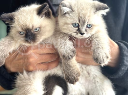 Show Kalite En Güzel British Shorthair Yavrularımız görsel