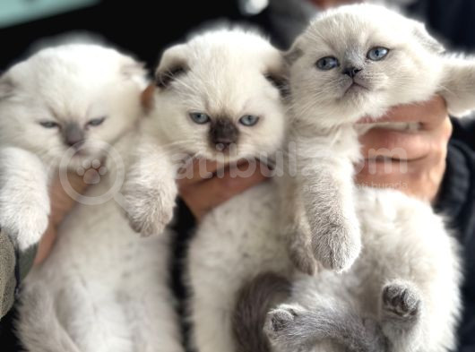Ankarada Ziyarete Açık Scottish Fold Yavrular görsel