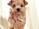Kahve Tonlu Mini Boy Puppy Sevimli  Malti̇po Ci̇nsi̇