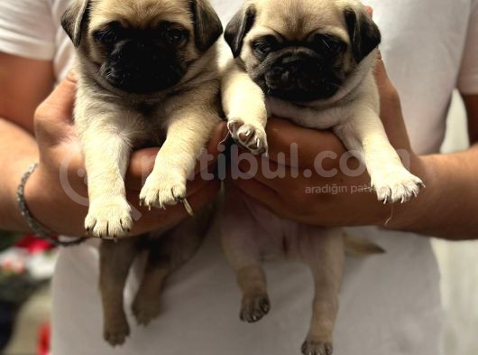 Gül Kuyruk Hamburger Surat Pug Mops Heryere Gönderilir görsel