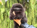 Garantili Pomeranian Boo Karta Taksitle