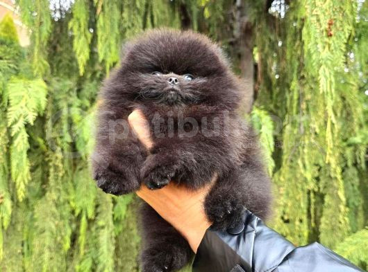 Garantili Pomeranian Boo Karta Taksitle görsel
