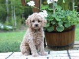 Kahve Tonlu Puppy Kıvırcık Tüylü MALTİPO CİNSİ Yavrular