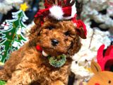 Ki̇lo Garanti̇li̇ Toy Poodle Yavrularim