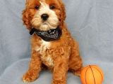 Kahve tonlu mini boy puppy sevimli yavrular MALTİPO CİNSİ