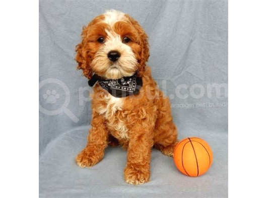Kahve Tonlu Mini Boy Puppy Sevimli Yavrular Malti̇po Ci̇nsi̇