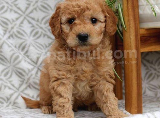 Red braw kıpkırmızı ev üretimi TOOY POODLE