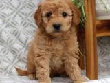 Mini boy puppy kıpkırmızı Red TOOY POODLE