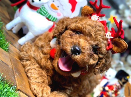Ki̇lo Garanti̇li̇ Toy Poodle Yavrularim