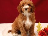 Kahve Tonlu Mini Boy Puppy Sevimli Yavrular Malti̇po Ci̇nsi̇