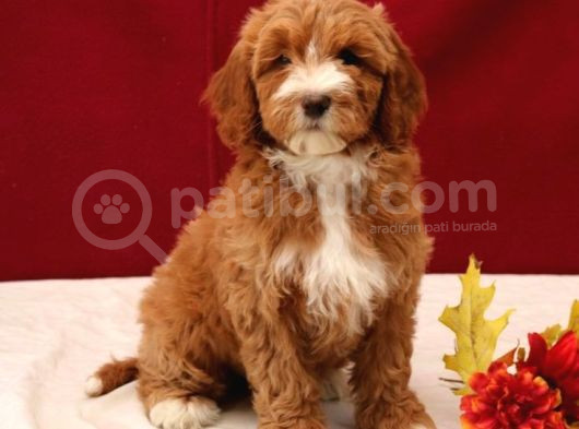 Kahve Tonlu Mini Boy Puppy Sevimli  Malti̇po Ci̇nsi̇