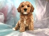 Kahve Tonlu Mini Boy Puppy Sevimli  Malti̇po Ci̇nsi̇