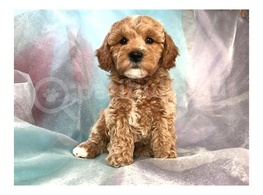 Kahve Tonlu Mini Boy Puppy Sevimli  Malti̇po Ci̇nsi̇ görsel