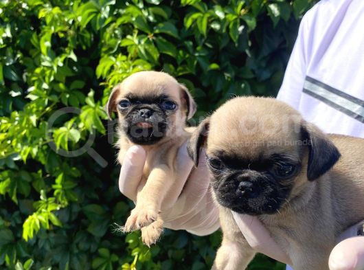 Sevimli Pug Mops Yavrular görsel