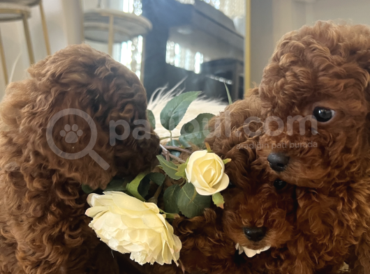 Orjinal Secereli Toy Poodle