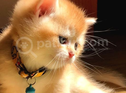 A Kalite Bri̇ti̇sh Shorthai̇r Golden  Yavrular görsel