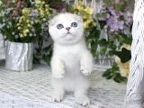 Bebek Surat Silver Scottish Fold