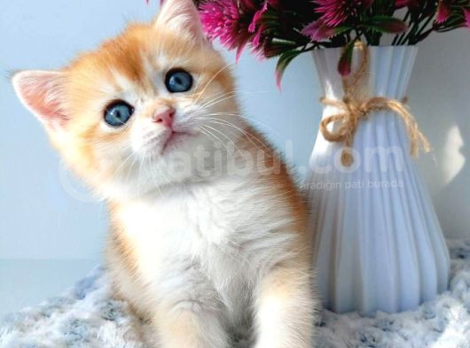Türünün En Kalitelisi Golden Ny11 British Shorthair görsel