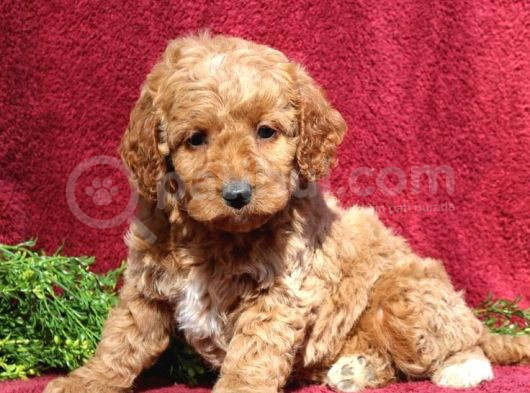Kıpkırmızı Red Tooy Poodle Sevimli Yavrular
