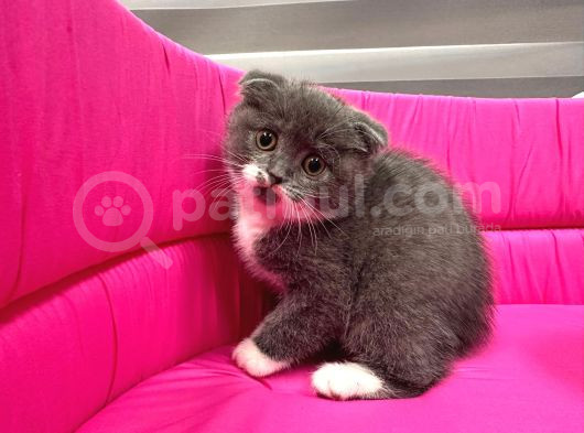 Scotti̇sh Fold Sifir Kulak Bi̇color Özel Yavrularimiz görsel