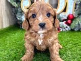 Kahve Tonlu Mini Boy Puppy Sevimli Yavrular Malti̇po Ci̇nsi̇