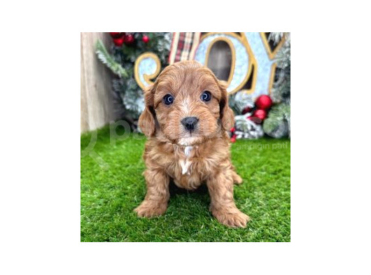 Kahve Tonlu Mini Boy Puppy Sevimli Yavrular Malti̇po Ci̇nsi̇ görsel