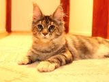 Secereli Xxl Safkan Maine Coon Dişiler