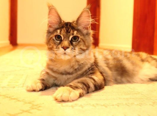 Secereli Xxl Safkan Maine Coon Dişiler görsel
