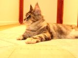 Secereli Xxl Safkan Maine Coon Dişiler