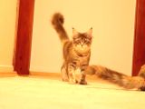 Secereli Xxl Safkan Maine Coon Dişiler