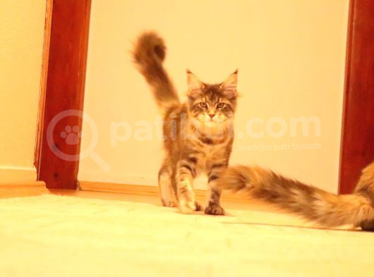 Secereli Xxl Safkan Maine Coon Dişiler görsel