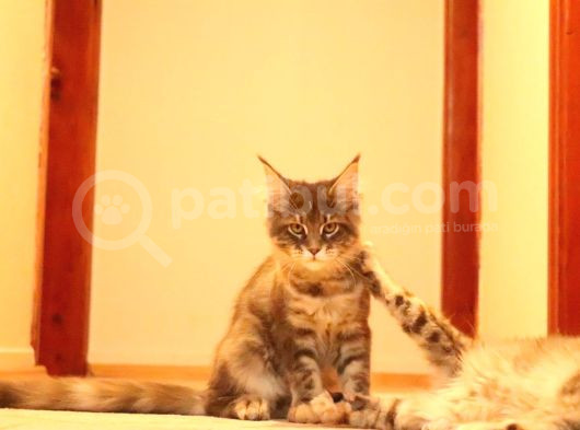 Secereli Xxl Safkan Maine Coon Dişiler