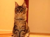 Secereli Xxl Safkan Maine Coon Dişiler