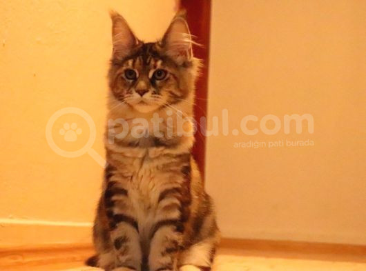 Secereli Xxl Safkan Maine Coon Dişiler görsel