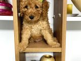 Kıvır Kıvır Orjinal Poodle Minişlerim