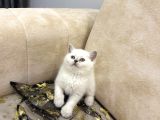 Show Kali̇te Bri̇ti̇sh Shorthai̇r Yavrular