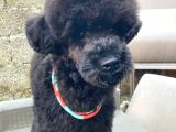 Uygun Fiyat A kalite de 4_5 aylık Silver Toy Poodle Erkek