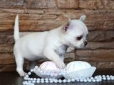 MİKRO BOY CHİHUAHUA YAVRULAR İSTANBUL SİLİVRİDE