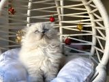 Ayı Surat Kaliteli Sağlıklı