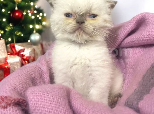 British Shorthair görsel