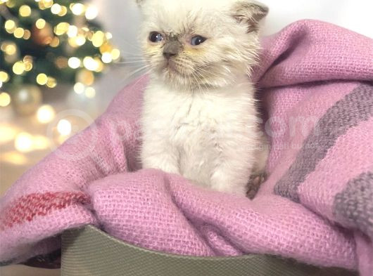 British Shorthair görsel