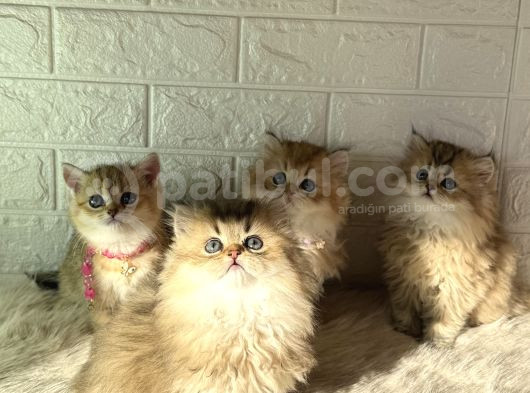 Tr De Tek Golden Garfield Son 4 Adet görsel