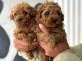 Mini Boy Toy Poodle Yavrular
