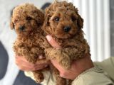 Mini Boy Toy Poodle Yavrular