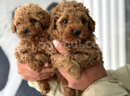Mini Boy Toy Poodle Yavrular görsel