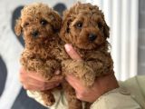 Mini Boy Toy Poodle Yavrular