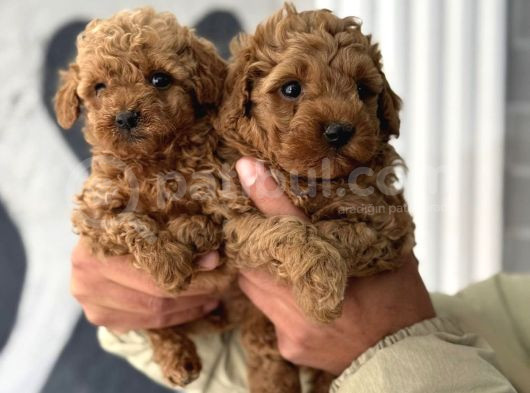 Mini Boy Toy Poodle Yavrular görsel