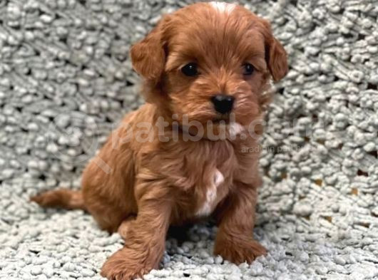 Kahve Tonlu Mini Boy Puppy Sevimli Yavrular Malti̇po Ci̇nsi̇